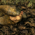 +Pocket Empire Builder+ NPC chicken.webp