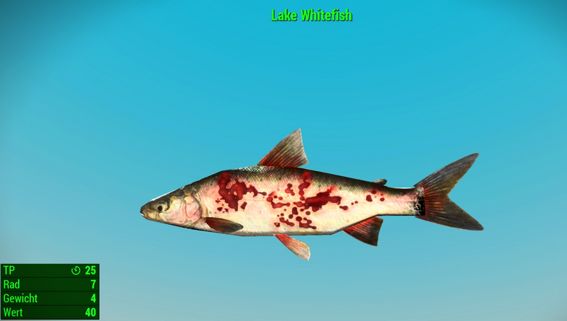 Datei:Fallout 4 MM Fischarten NW Lake Whitefish.webp