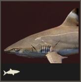 Icon Riffhai 165x165.png