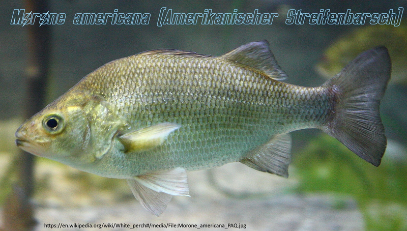 Datei:Typus Amerikanischer Streifenbarsch.webp