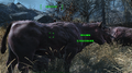 AN76 Brahmin-Melken Finch-Farm.webp