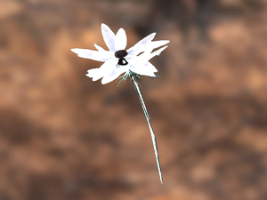 FO4 Alchemy Knochenstaub-Blume.webp