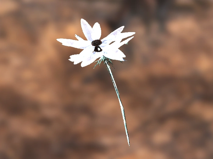Datei:FO4 Alchemy Knochenstaub-Blume.webp