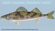 Typus Kanadischer Zander.webp