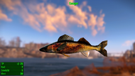 Fallout 4 MM Fischarten Sauger.webp