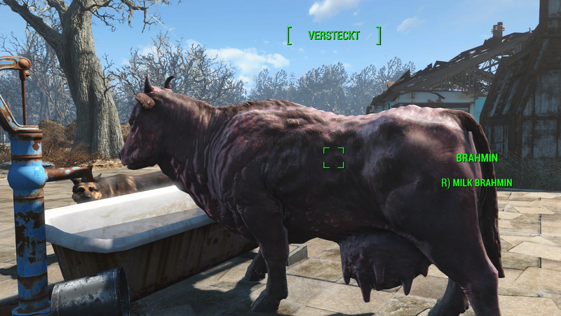 Datei:AN76 Brahmin-Melken Siedlungsbrahmin.webp