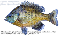 Typus Blauer Sonnenbarsch.webp