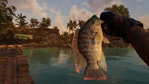 Angeln Buntbarsch.jpg