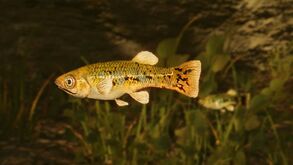 Dekofisch LimiaVittata.jpg