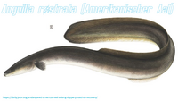 Typus Amerikanischer Aal.webp