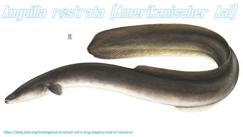Datei:Typus Amerikanischer Aal.webp