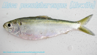 Typus Alewife.webp