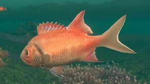 Dekofisch MyripristisJacobus.jpg