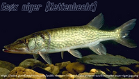 Typus Kettenhecht.webp