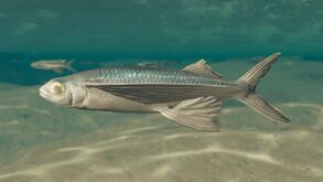 Dekofisch CheilopogonA.jpg