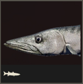 Icon Barrakuda 165x165.png