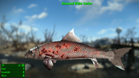 Fallout 4 MM Fischarten White Sucker Diseased.webp