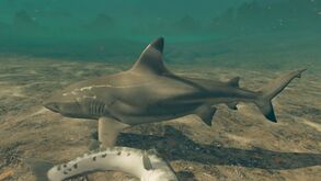 Jagen Riffhai.jpg