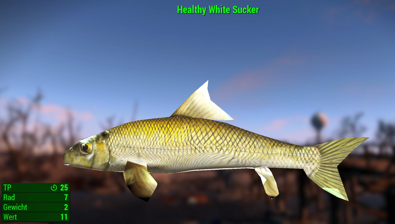 Datei:Fallout 4 MM Fischarten White Sucker Healthy.webp