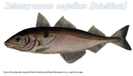Typus Schellfisch.webp