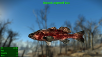 Fallout 4 MM Fischarten Largemouth Bass Diseased.webp