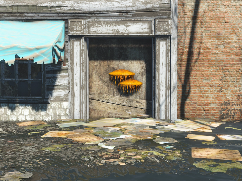 Datei:FO4 Alchemy Goldkappe im Habitat.webp