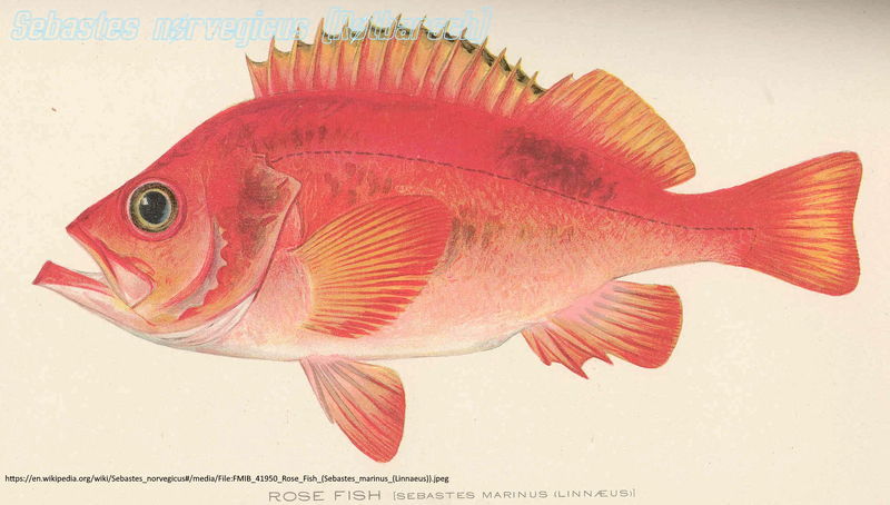 Datei:Typus Rotbarsch.webp