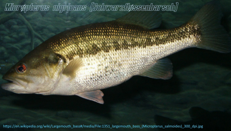 Datei:Typus Schwarzflossenbarsch.webp