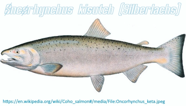 Datei:Typus Silberlachs.webp
