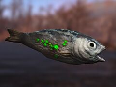 Item Roher Leuchtender RAD-Fisch.jpg