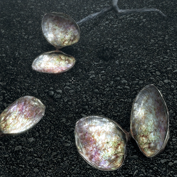 Datei:Skyrim SSE Muscheln Perlmutt.webp