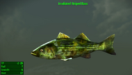 Fallout 4 MM Fischarten Striped Bass Irradiated.webp