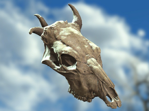 FO4 MM Item Vendigo Skull.webp