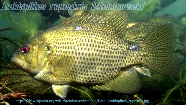 Datei:Typus Steinbarsch.webp