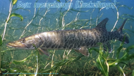 Typus Muskellunge.webp