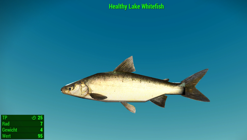 Datei:Fallout 4 MM Fischarten NW Lake Whitefish Healthy.webp
