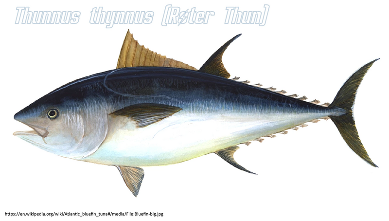 Datei:Typus Roter Thun.webp