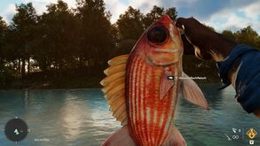 Angeln Husarenfisch.jpg