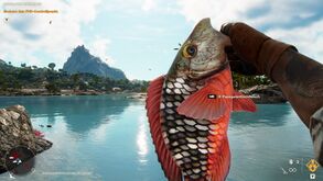 Angeln Papageienfisch.jpg