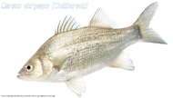 Typus Weißbarsch.webp