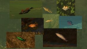 Dekofische Schemen.jpg