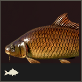 Icon Karpfen 165x165.png