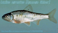 Typus Common Shiner.webp