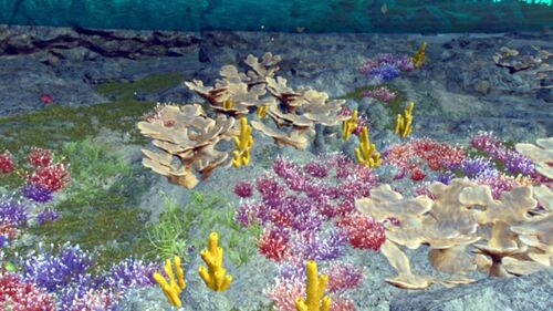 Wasserwelten (Korallen1).jpg