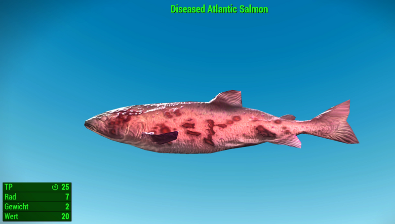 Datei:Fallout 4 MM Fischarten NW Atlantic Salmon Diseased.webp