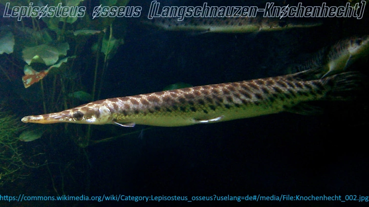 Datei:Typus Langschnauzen-Knochenhecht.webp