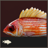 Icon Husarenfisch 165x165.png