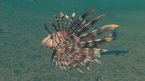 Dekofisch PteroisVolitans.jpg