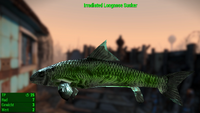 Fallout 4 MM Fischarten Longnose Sucker Irradiated.webp