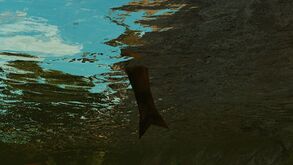 Dekofisch Sprung-3.jpg